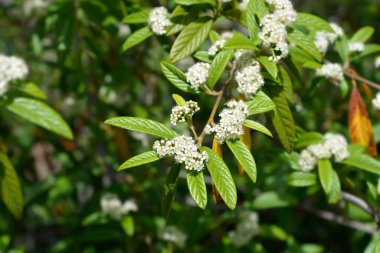 Beyaz çiçekli söğüt ağacı dalı - Latince adı - Cotoneaster salicifolius