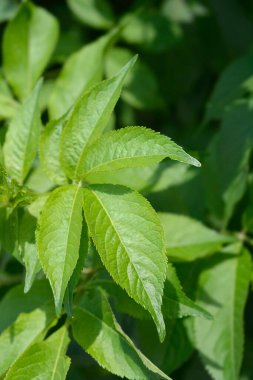 Siyah Elder, Latince adı Sambucus Nigra.
