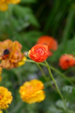 Sarı ve turuncu İran çiçeği tomurcuğu - Latince adı - Ranunculus Picotee Orange