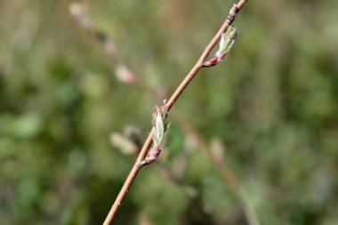 Alder-leaved serviceberry branch with buds - Latin name - Amelanchier alnifolia Sleyt clipart