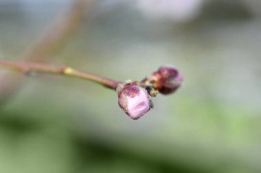Çiçek tomurcuklu şeftali dalı - Latince adı - Prunus persica Andross
