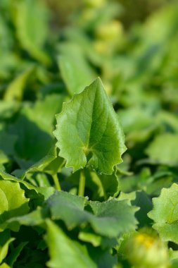 Leopar yaprakları - Latince adı - Doronicum orientale Leonardo Compact