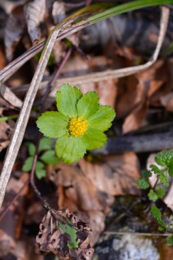 Cüce ustası çiçek - Latince adı - Hacquetia epipactis
