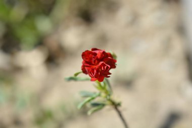 Rock rose red flower - Latin name - Helianthemum Amabile Plenum clipart