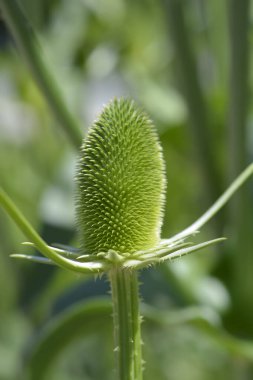 Fuller çay çiçeği tomurcuğu - Latince adı - Dipsacus sativus