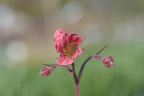 stock image Avens red flowers - Latin name - Geum Tempo Rose