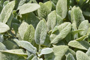 Kuzu kulakları Gümüş Halı yaprakları - Latince adı - Stachys byzantina Gümüş Halı
