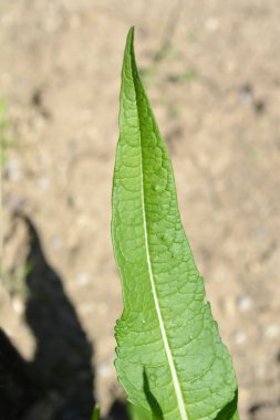 Dry Common teasel leaf- Latin name - Dipsacus fullonum clipart