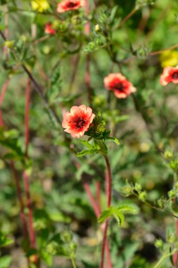 Nepal Cinquefoil çiçeği - Latince adı - Potentilla nepalensis