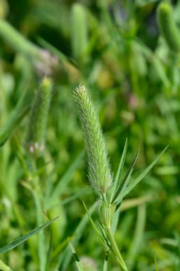 Dar yapraklı kırmızı yonca tomurcukları - Latince adı - trifolium angustifolium