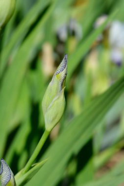 Minyatür Uzun Sakallı Iris beyaz ve mor çiçek tomurcuğu - Latince adı Iris Quagga