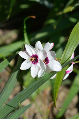 Mısır zambağı beyaz ve mor çiçekler - Latince adı - Ixia melezleri