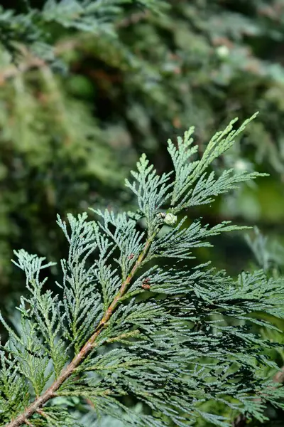 stock image Lawsons Cypress Triomf van Boskoop branch with seed cones - Latin name - Chamaecyparis lawsoniana Triomf van Boskoop