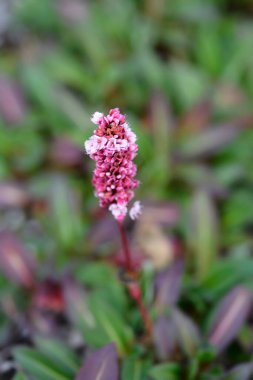 Lesser Knotweed pink flower - Latin name - Bistorta affinis clipart