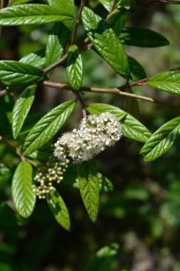 Beyaz çiçekli söğüt ağacı dalı - Latince adı - Cotoneaster salicifolius