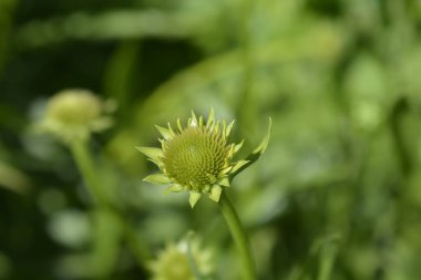 Sarı kabuklu tomurcuk - Latince adı - Echinacea paradoxa