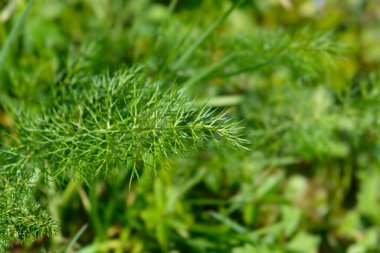 Genel rezene yaprakları - Latince adı - Foeniculum vulgare