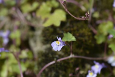 Kenilworth Ivy small flower - Latin name - Cymbalaria muralis clipart