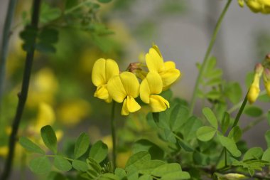 Sarı çiçekli Vetch-benzeri koronilla dalı - Latince adı - Hipocrepis emerus subsp. emeroidler