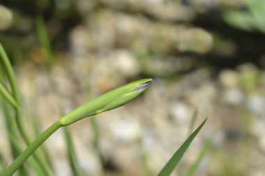 Sibirya iris çiçeği tomurcuğu - Latince adı - Iris sibirica