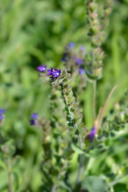 Genel bugloss çiçekleri - Latince adı - Anchusa officinalis