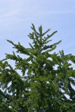 Baharda Ginkgo ağacı - Latince adı - Ginkgo biloba