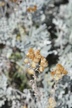 Silver ragwort seed heads - Latin name - Jacobaea maritima clipart