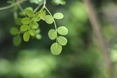 Mesane yaprakları - Latince isim - Kolutea ağaçevi