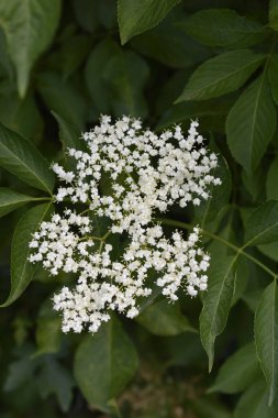 Çiçekli siyah Elder dalı - Latince adı - Sambucus nigra