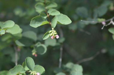 Küçük çiçekli yaygın kar çileği dalı - Latince adı - Symphoricarpos albus