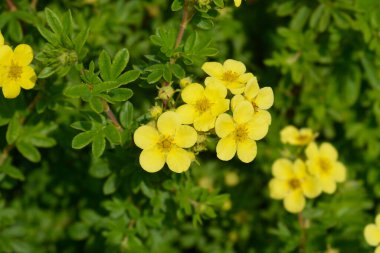 Beyaz Çalı Cinquefoil çiçekler - Latince adı - Potentilla fruticosa