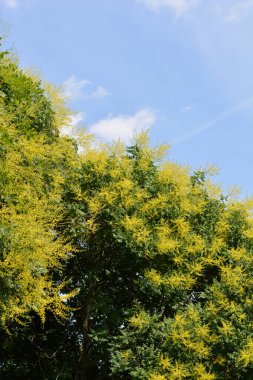 Golden rain tree branches with yellow flowers against blue sky - Latin name - Koelreuteria paniculata