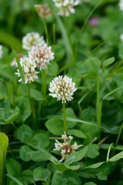 Beyaz yonca çiçeği - Latince adı - Trifolium tövbe eder