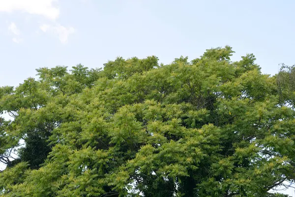 stock image Tree of heaven branches with flowers - Latin name - Ailanthus altissima