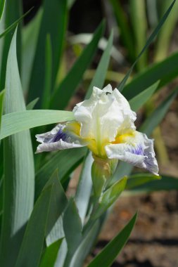Orta karar Sakallı Iris beyazı ve lavanta çiçeği - Latince adı - Iris Bering Denizi