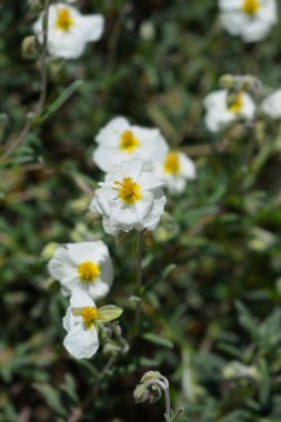 Common rockrose white flowers - Latin name - Helianthemum nummularium clipart