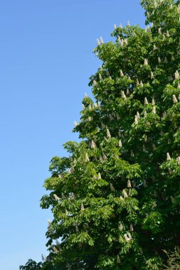 Çiçekli at kestanesi dalları - Latince adı - Aesculus hipocastanum