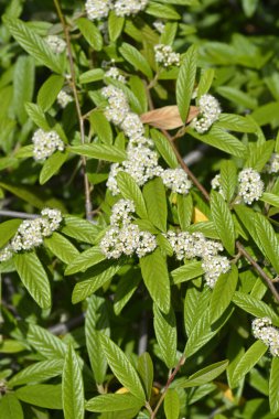 Beyaz çiçekli söğüt ağacı dalı - Latince adı - Cotoneaster salicifolius