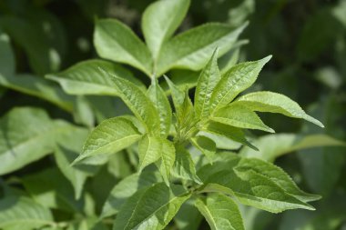 Siyah Yaşlı Yaprakları - Latince adı - Sambucus Nigra