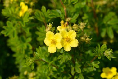 Beyaz Çalı Cinquefoil çiçekler - Latince adı - Potentilla fruticosa