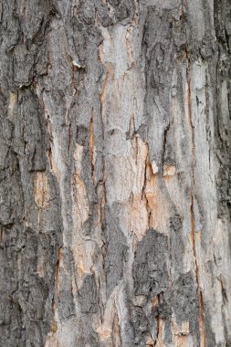 Gümüş akçaağaç kabuğu detayı - Latince adı - Acer saccharinum