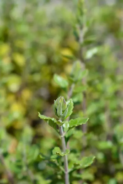 stock image Yellow germander flower buds - Latin name - Teucrium flavum