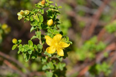 Balear St Johns-wort çiçekleri - Latince adı - Hypericum balearicum