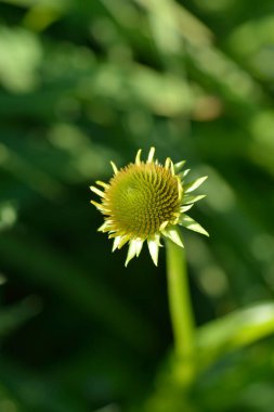 Sarı kabuklu tomurcuk - Latince adı - Echinacea paradoxa