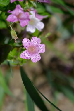 Cranesbill pink flower - Latin name - Geranium x oxonianum Rose Clair clipart