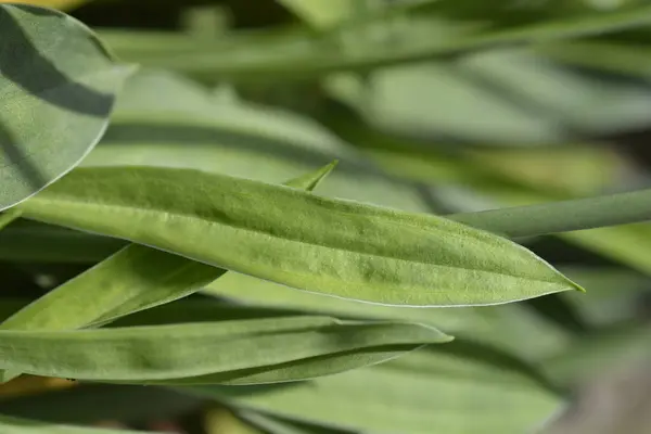 stock image Great thrift leaves - Latin name - Armeria pseudarmeria