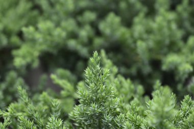 Cüce Japon bahçe ardıcı - Latince adı - Juniperus procumbens Nana