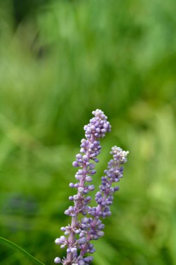 Büyük mavi zambak çiçeği tomurcukları - Latince adı - Liriope muscari