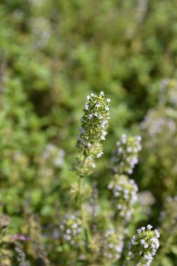 Bahçe kekik çiçekleri - Latince adı - Thymus vulgaris