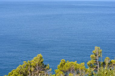 Çam ağaçlarının üzerindeki Adriyatik deniz yüzeyi 